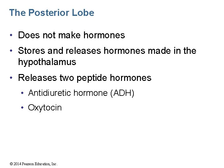 The Posterior Lobe • Does not make hormones • Stores and releases hormones made