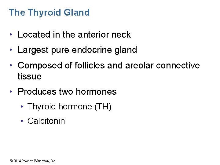 The Thyroid Gland • Located in the anterior neck • Largest pure endocrine gland