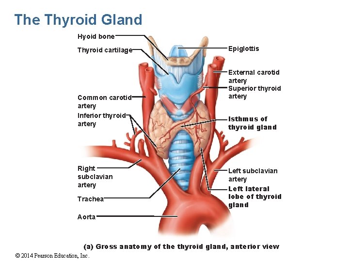 The Thyroid Gland Hyoid bone Thyroid cartilage Common carotid artery Inferior thyroid artery Right