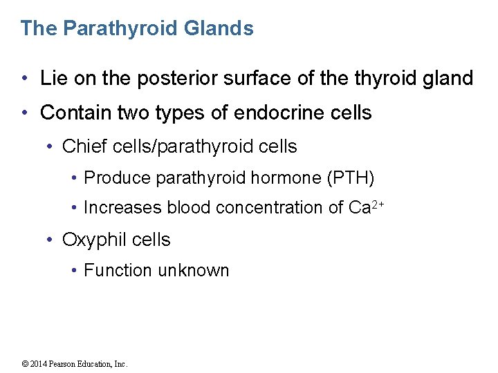 The Parathyroid Glands • Lie on the posterior surface of the thyroid gland •