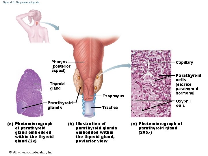 Figure 17. 6 The parathyroid glands. Pharynx (posterior aspect) Capillary Thyroid gland Esophagus Parathyroid