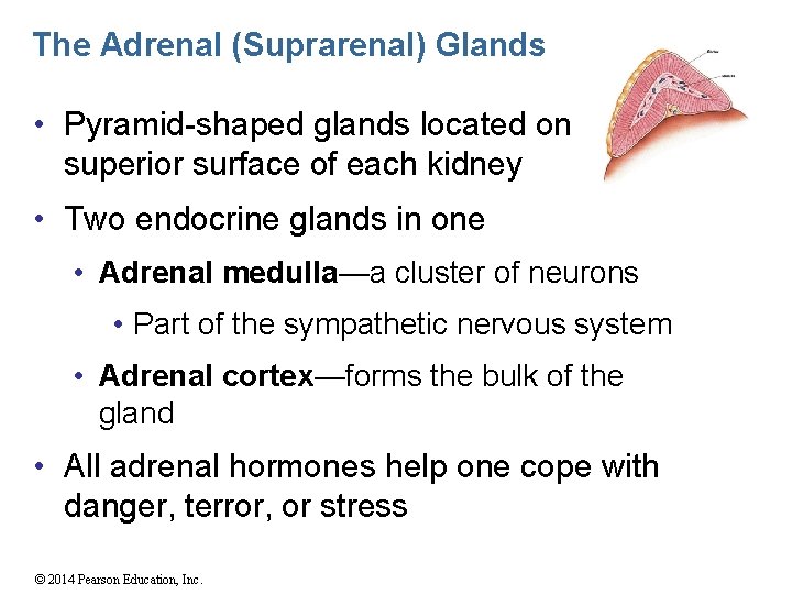 The Adrenal (Suprarenal) Glands • Pyramid-shaped glands located on the superior surface of each