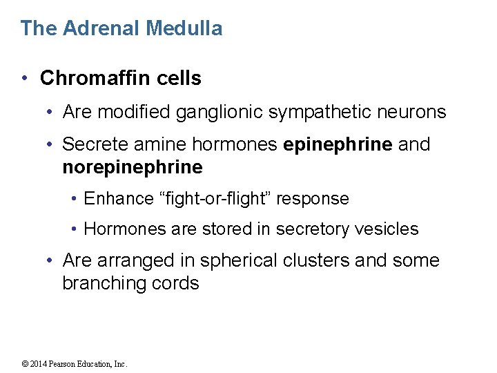 The Adrenal Medulla • Chromaffin cells • Are modified ganglionic sympathetic neurons • Secrete