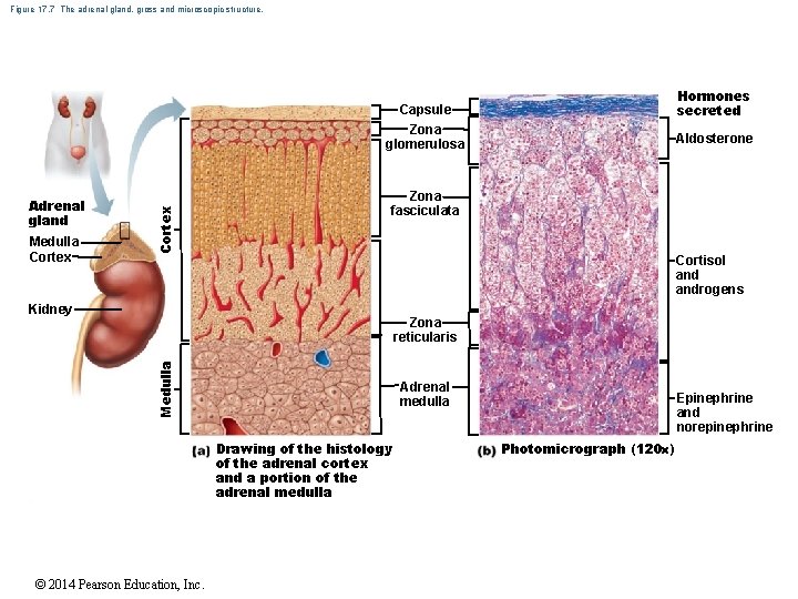 Figure 17. 7 The adrenal gland, gross and microscopic structure. Hormones secreted Adrenal gland