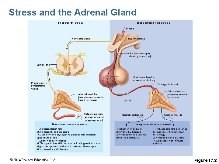 Stress and the Adrenal Gland Short-term stress More prolonged stress Stress Nerve impulses Hypothalamus