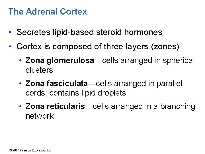 The Adrenal Cortex • Secretes lipid-based steroid hormones • Cortex is composed of three