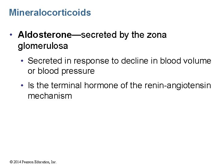 Mineralocorticoids • Aldosterone—secreted by the zona glomerulosa • Secreted in response to decline in