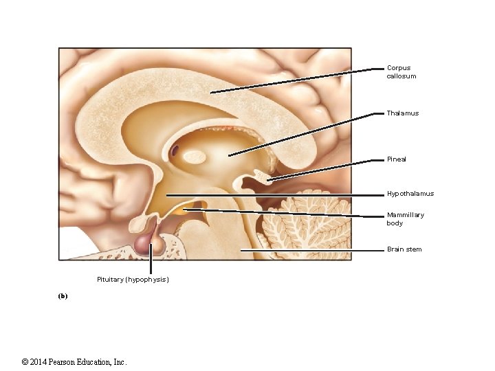 Corpus callosum Thalamus Pineal Hypothalamus Mammillary body Brain stem Pituitary (hypophysis) (b) © 2014