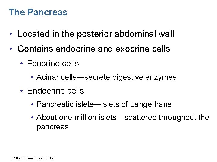 The Pancreas • Located in the posterior abdominal wall • Contains endocrine and exocrine