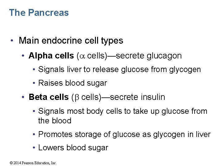 The Pancreas • Main endocrine cell types • Alpha cells ( cells)—secrete glucagon •