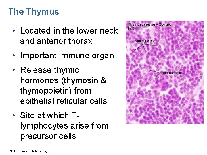 The Thymus • Located in the lower neck and anterior thorax • Important immune