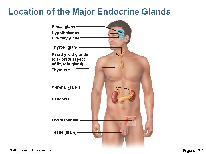 Location of the Major Endocrine Glands Pineal gland Hypothalamus Pituitary gland Thyroid gland Parathyroid