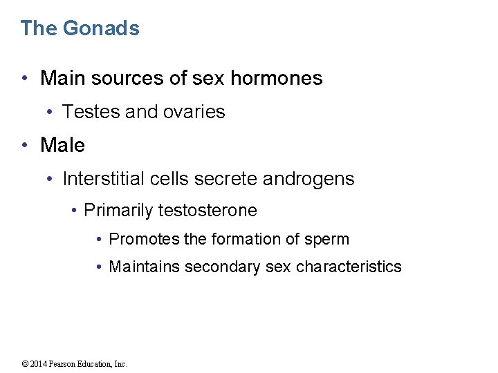 The Gonads • Main sources of sex hormones • Testes and ovaries • Male