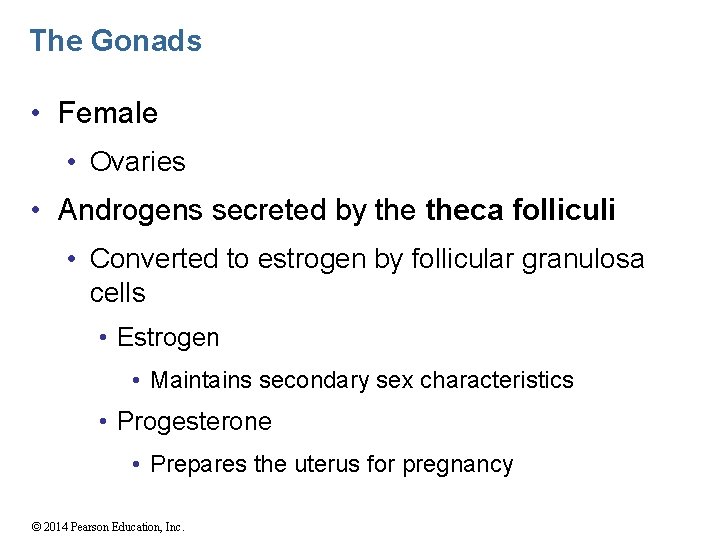 The Gonads • Female • Ovaries • Androgens secreted by theca folliculi • Converted