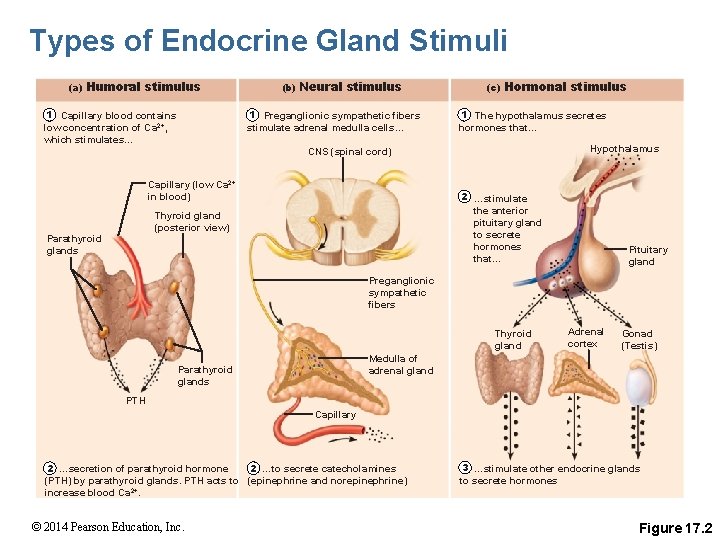 Types of Endocrine Gland Stimuli (a) Humoral stimulus 1 Capillary blood contains low concentration
