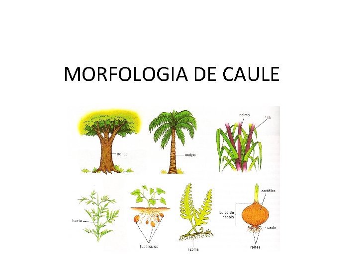 MORFOLOGIA DE CAULE 