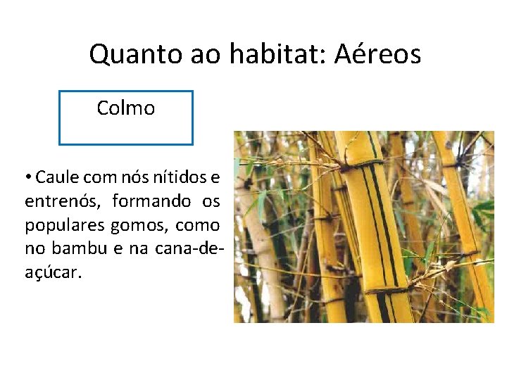 Quanto ao habitat: Aéreos Colmo • Caule com nós nítidos e entrenós, formando os