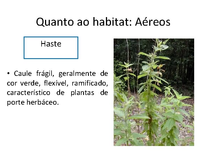 Quanto ao habitat: Aéreos Haste • Caule frágil, geralmente de cor verde, flexível, ramificado,