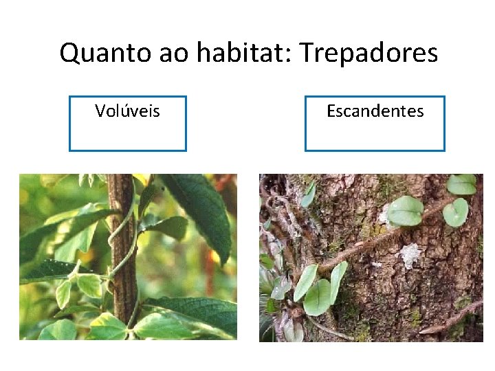 Quanto ao habitat: Trepadores Volúveis Escandentes 