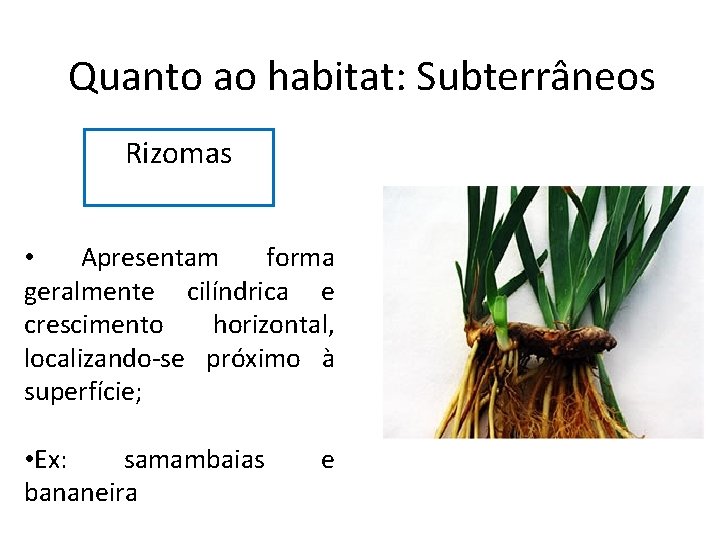 Quanto ao habitat: Subterrâneos Rizomas • Apresentam forma geralmente cilíndrica e crescimento horizontal, localizando-se