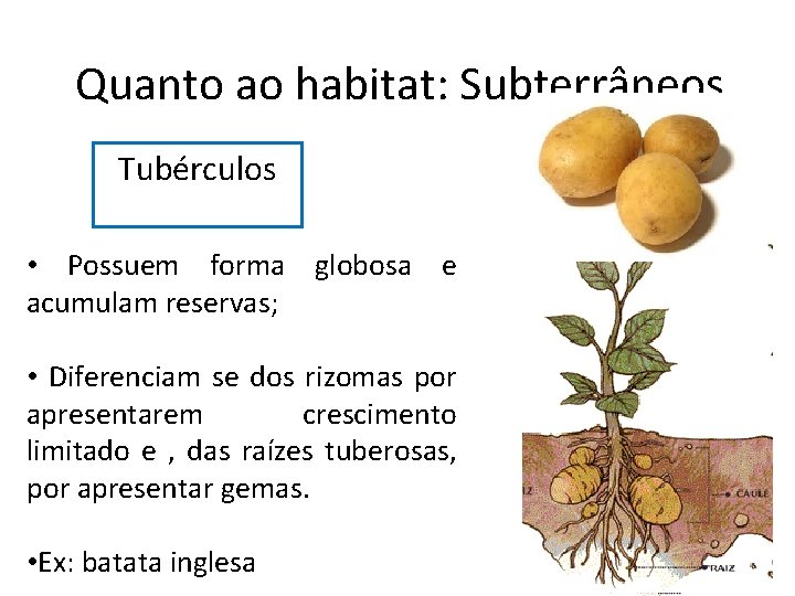 Quanto ao habitat: Subterrâneos Tubérculos • Possuem forma globosa e acumulam reservas; • Diferenciam