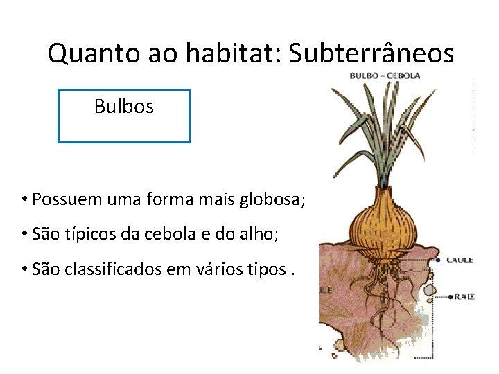 Quanto ao habitat: Subterrâneos Bulbos • Possuem uma forma mais globosa; • São típicos