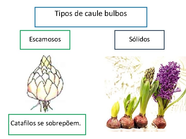 Tipos de caule bulbos Escamosos Catafilos se sobrepõem. Sólidos 