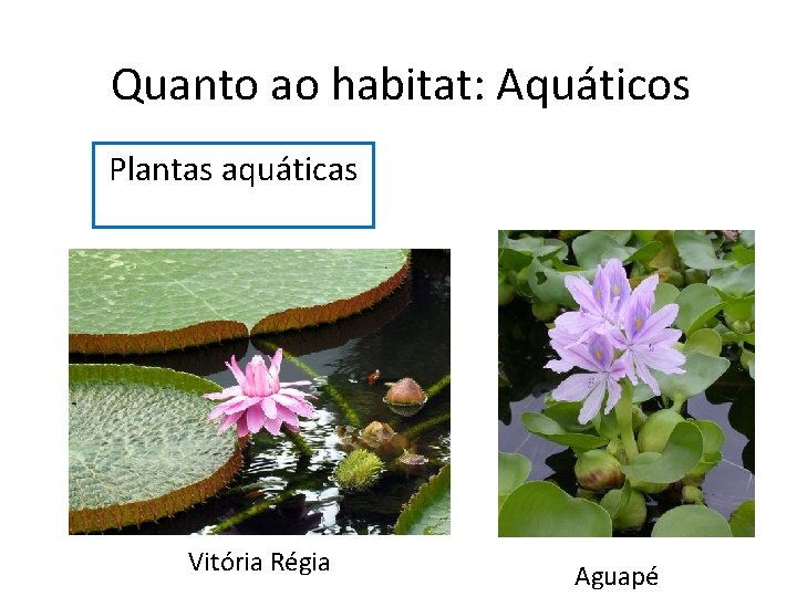 Quanto ao habitat: Aquáticos Plantas aquáticas Vitória Régia Aguapé 