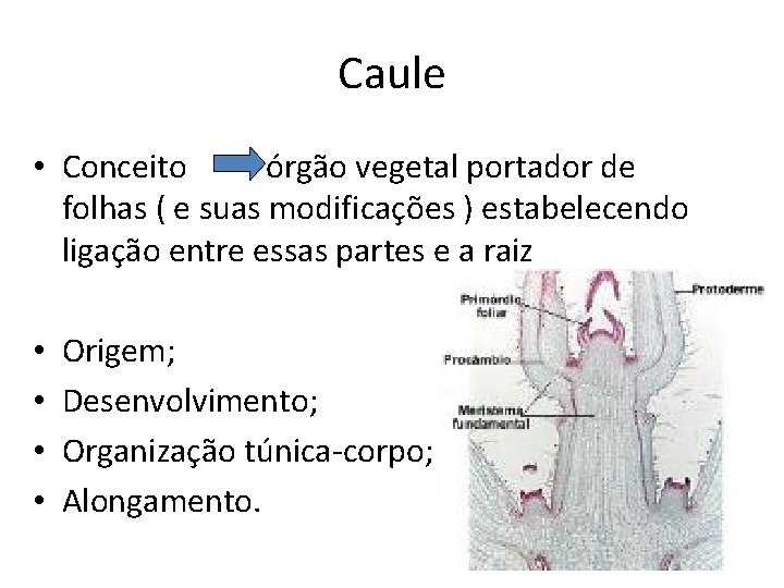 Caule • Conceito órgão vegetal portador de folhas ( e suas modificações ) estabelecendo
