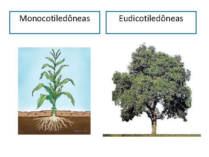 Monocotiledôneas Eudicotiledôneas 