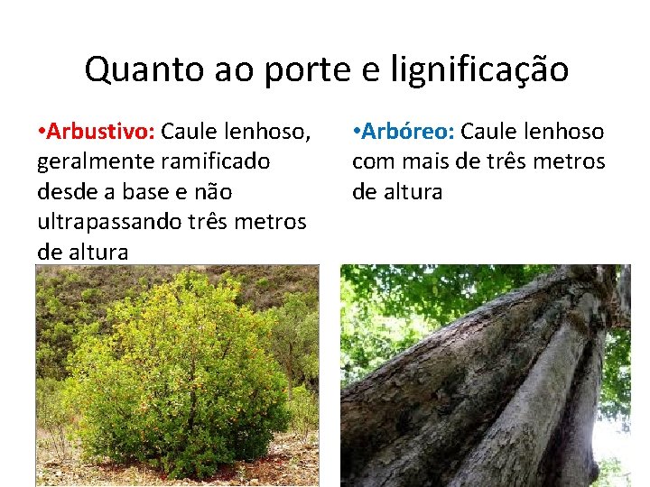 Quanto ao porte e lignificação • Arbustivo: Caule lenhoso, geralmente ramificado desde a base