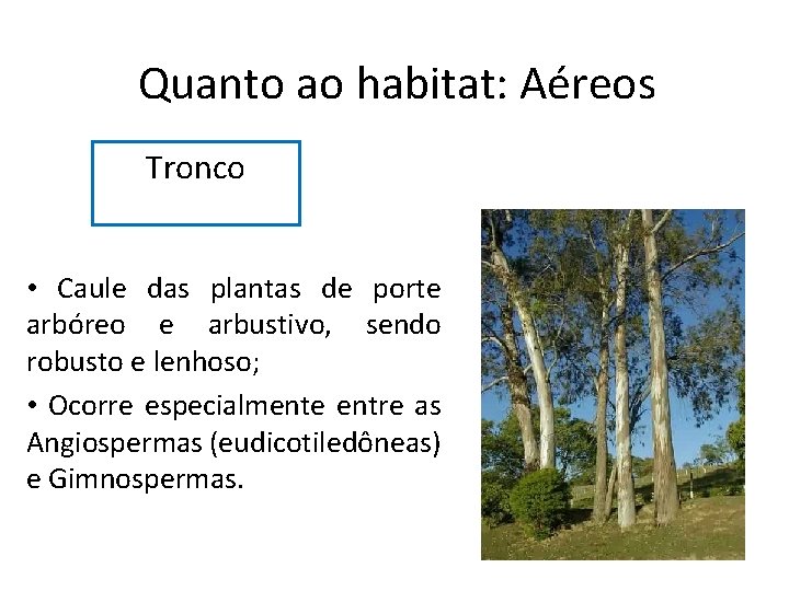 Quanto ao habitat: Aéreos Tronco • Caule das plantas de porte arbóreo e arbustivo,
