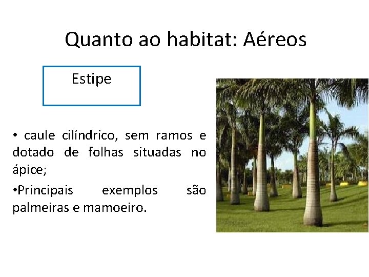 Quanto ao habitat: Aéreos Estipe • caule cilíndrico, sem ramos e dotado de folhas