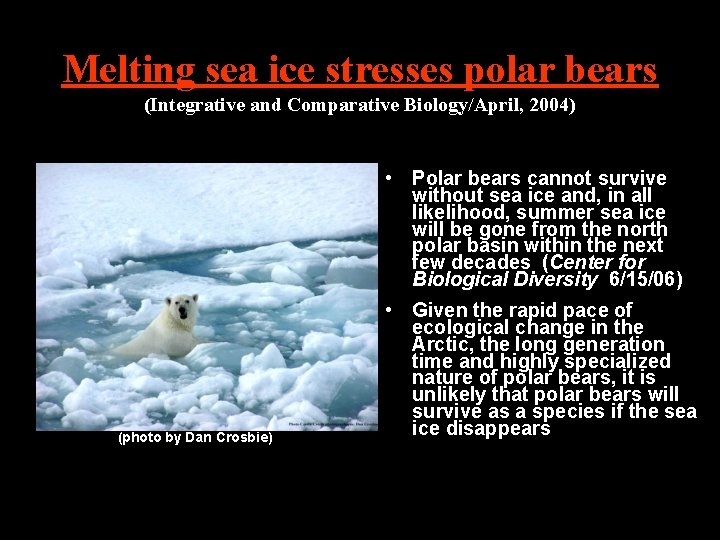 Melting sea ice stresses polar bears (Integrative and Comparative Biology/April, 2004) • Polar bears Melting sea ice stresses polar bears (Integrative and Comparative Biology/April, 2004) • Polar bears