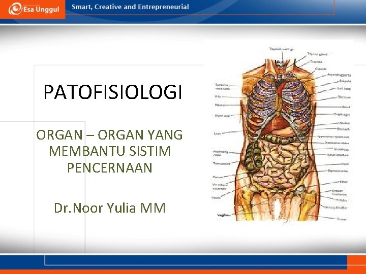 PATOFISIOLOGI ORGAN – ORGAN YANG MEMBANTU SISTIM PENCERNAAN Dr. Noor Yulia MM 