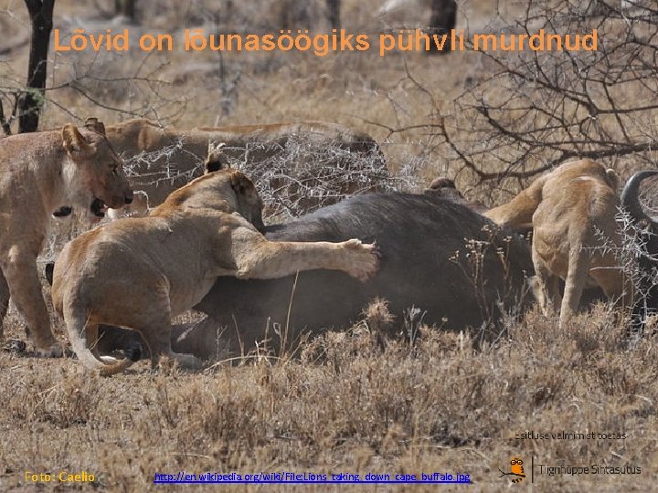 Lõvid on lõunasöögiks pühvli murdnud Foto: Caelio http: //en. wikipedia. org/wiki/File: Lions_taking_down_cape_buffalo. jpg 