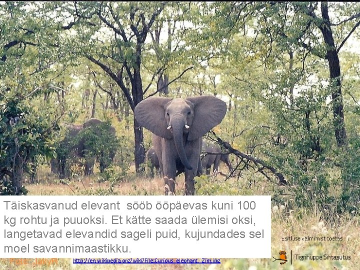 Täiskasvanud elevant sööb ööpäevas kuni 100 kg rohtu ja puuoksi. Et kätte saada ülemisi