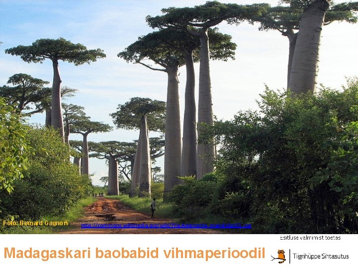 Foto: Bernard Gagnon http: //commons. wikimedia. org/wiki/File: Adansonia_grandidieri 01. jpg Madagaskari baobabid vihmaperioodil 