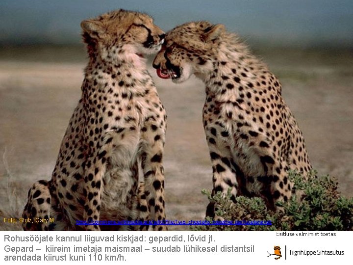 Foto: Stolz, Gary M http: //commons. wikimedia. org/wiki/File: Two_cheetahs_together. jpg? uselang=et Rohusööjate kannul liiguvad