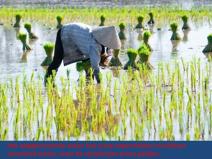 Het weggestroomde water laat grote oppervlakten vruchtbaar oeverland achter, waar de rijstplantjes prima gedijen.