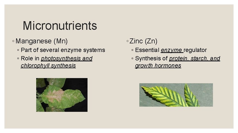 Micronutrients ◦ Manganese (Mn) ◦ Part of several enzyme systems ◦ Role in photosynthesis