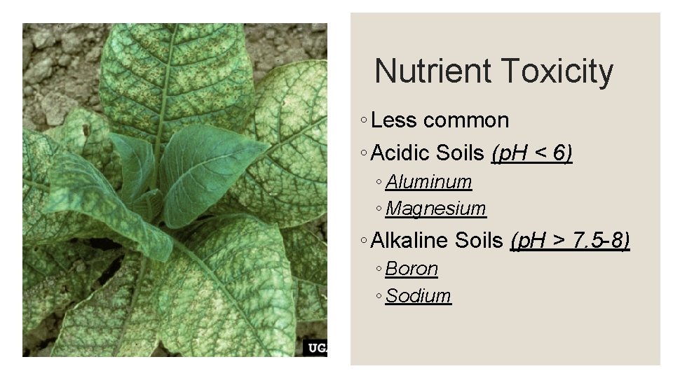 Nutrient Toxicity ◦ Less common ◦ Acidic Soils (p. H < 6) ◦ Aluminum