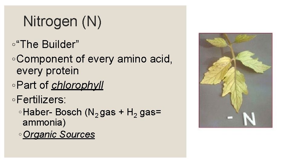 Nitrogen (N) ◦ “The Builder” ◦ Component of every amino acid, every protein ◦