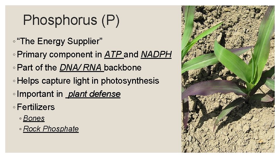 Phosphorus (P) ◦ “The Energy Supplier” ◦ Primary component in ATP and NADPH ◦