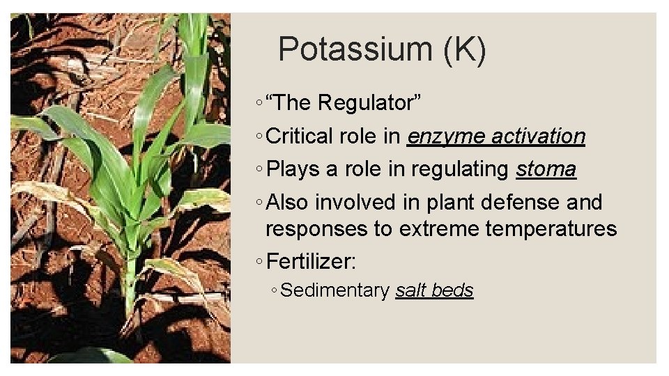 Potassium (K) ◦ “The Regulator” ◦ Critical role in enzyme activation ◦ Plays a
