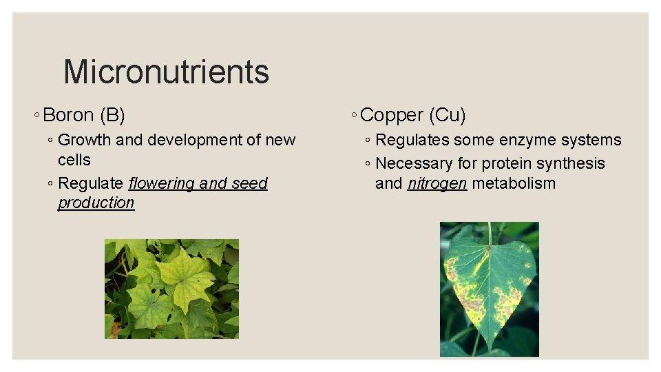 Micronutrients ◦ Boron (B) ◦ Growth and development of new cells ◦ Regulate flowering