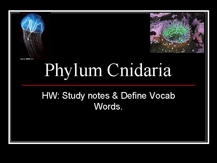 Phylum Cnidaria HW: Study notes & Define Vocab Words. 