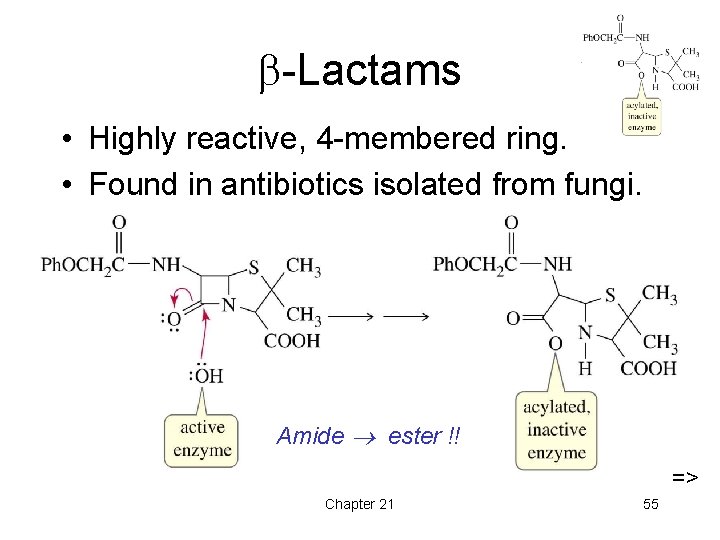  -Lactams • Highly reactive, 4 -membered ring. • Found in antibiotics isolated from