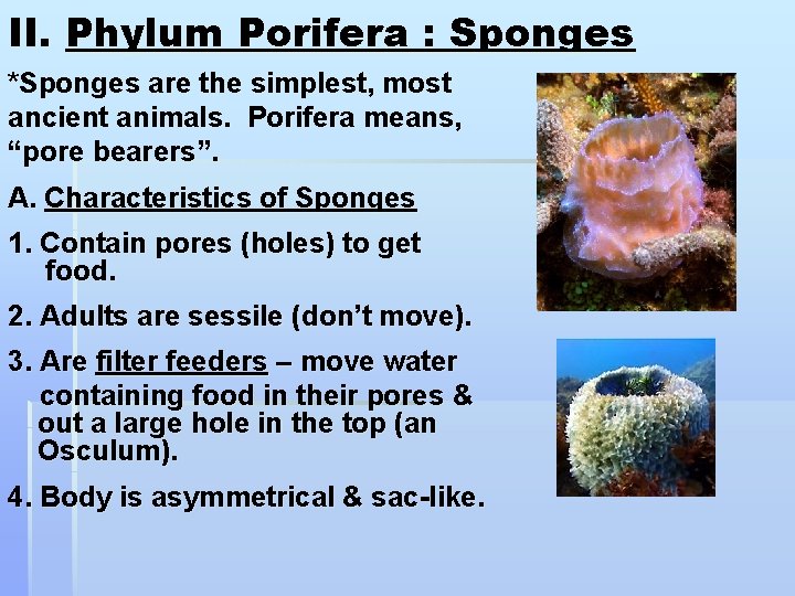 II. Phylum Porifera : Sponges *Sponges are the simplest, most ancient animals. Porifera means,