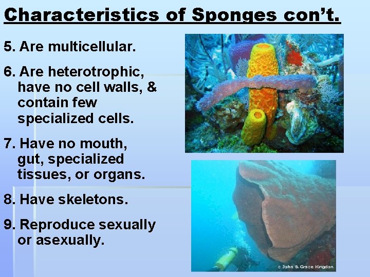 Characteristics of Sponges con’t. 5. Are multicellular. 6. Are heterotrophic, have no cell walls,